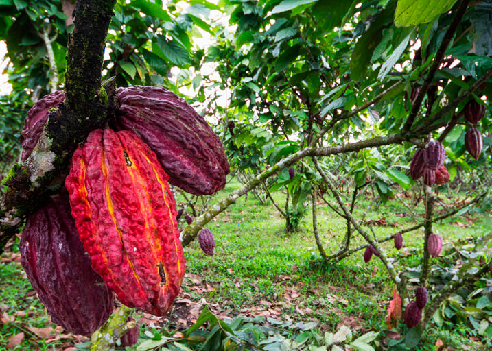 Cacao growing on a trea