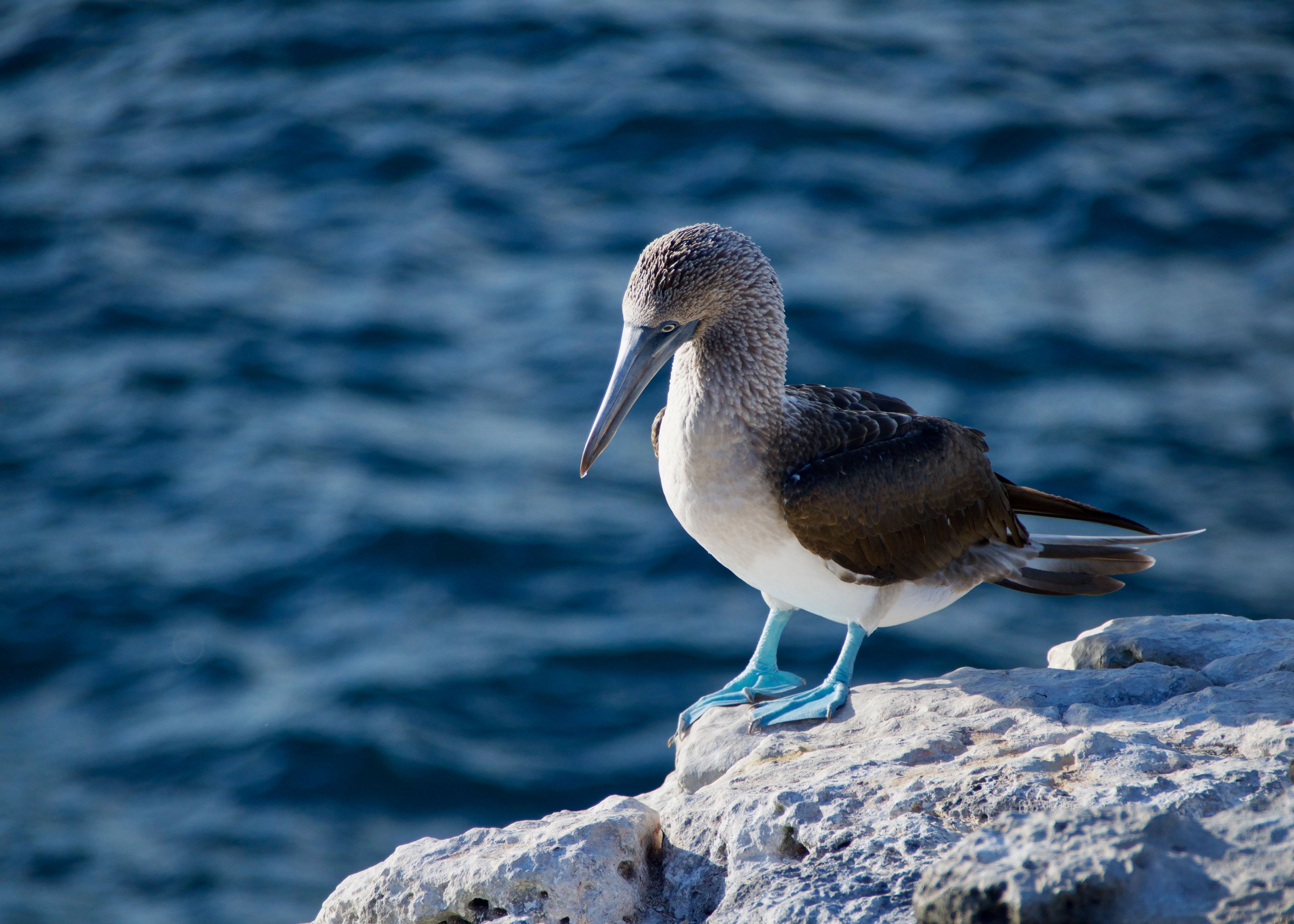 Blue Footed Booobie bird standing on a rock over the ocean